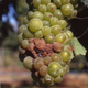 Illustration for article titled Why Genetically Engineered Grapes Would Make Great Wine